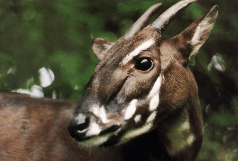 Saola