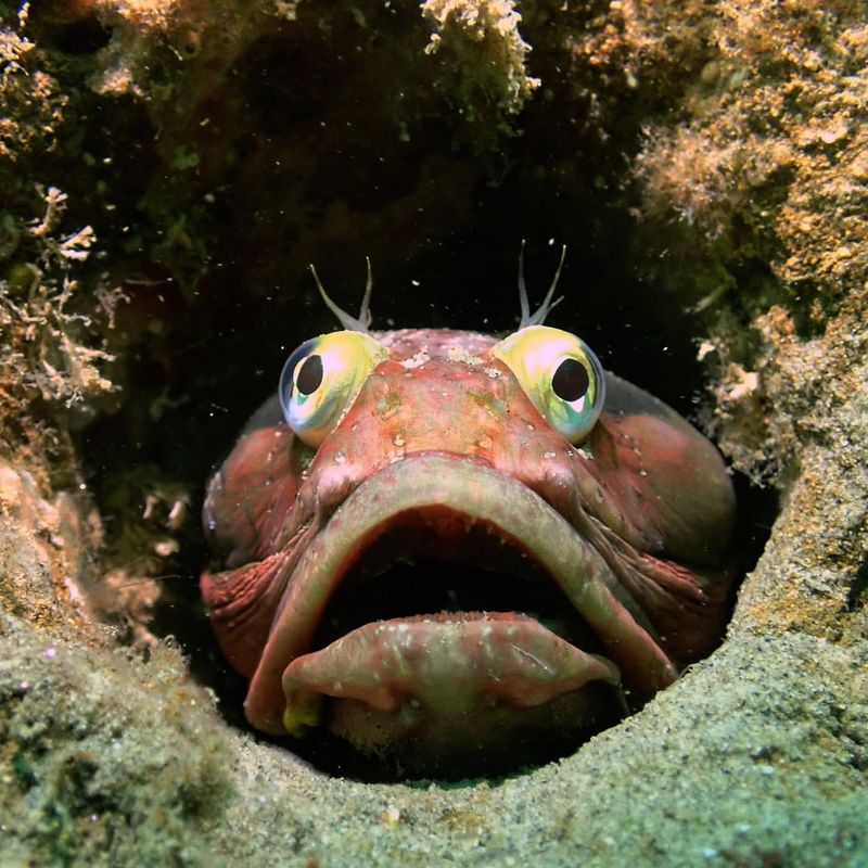 Sarcastic Fringehead