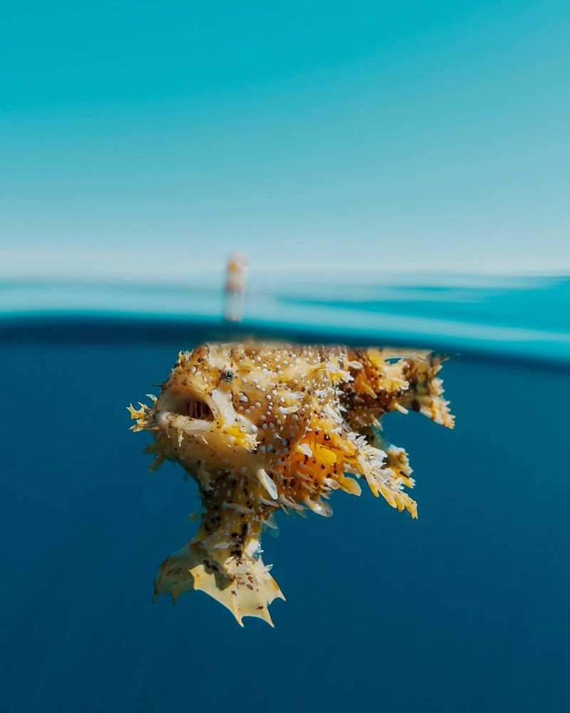 Sargassum Fish