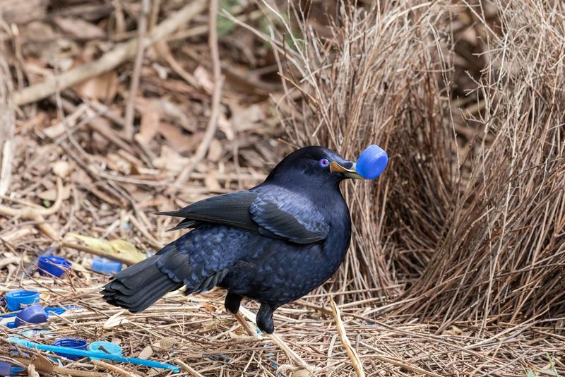 Satin Bowerbird