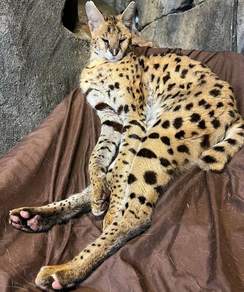 Savannah Cat