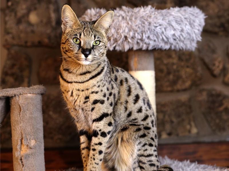 Savannah Cat