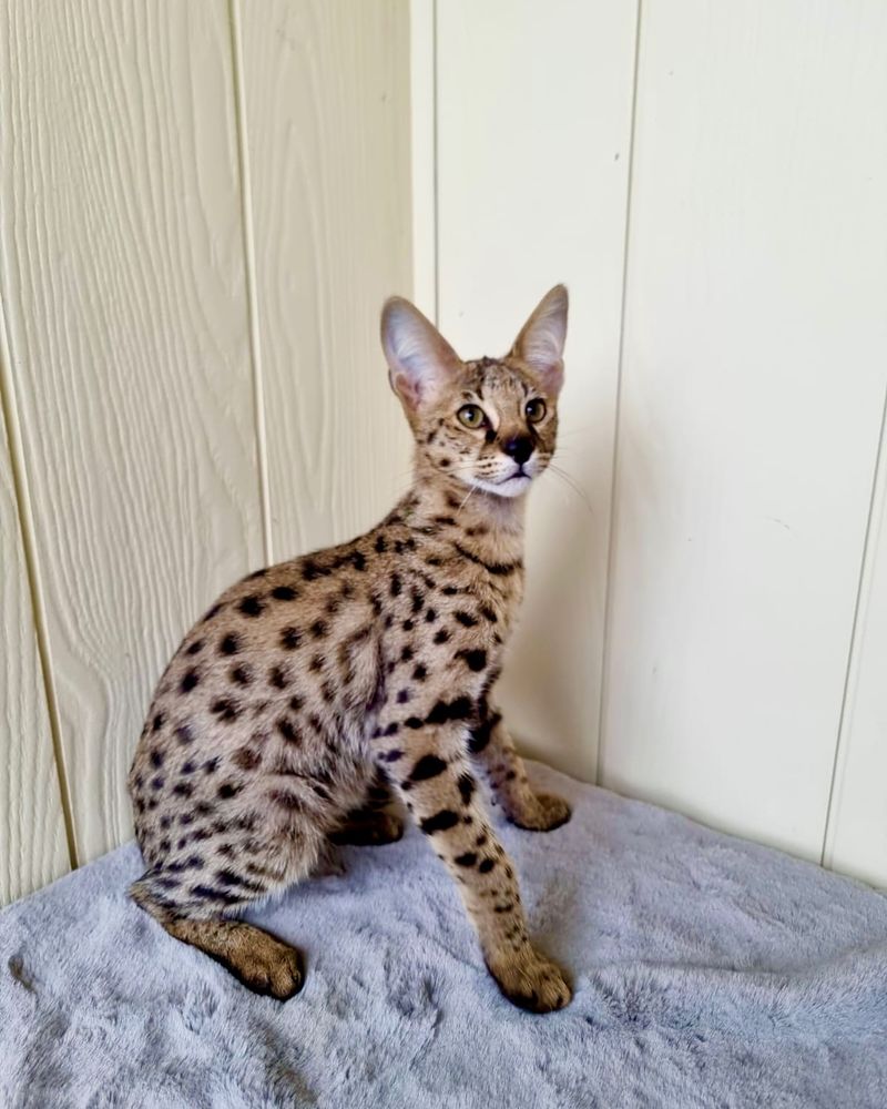 Savannah Cat