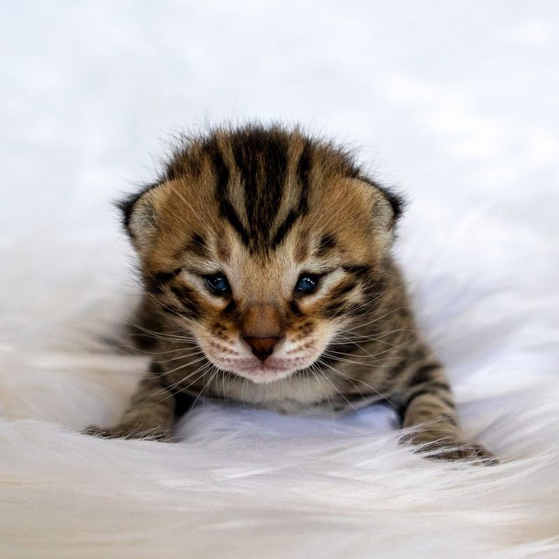 Savannah Kitten