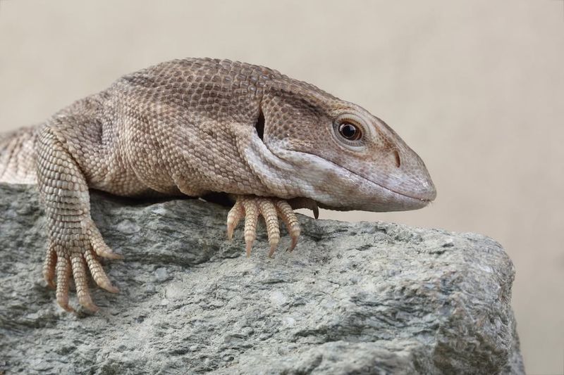 Savannah Monitor