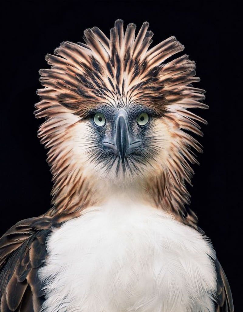 Saving The Philippine Eagle Means Saving The Whole Forest