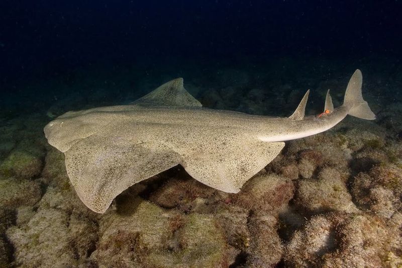 Sawback Angelshark