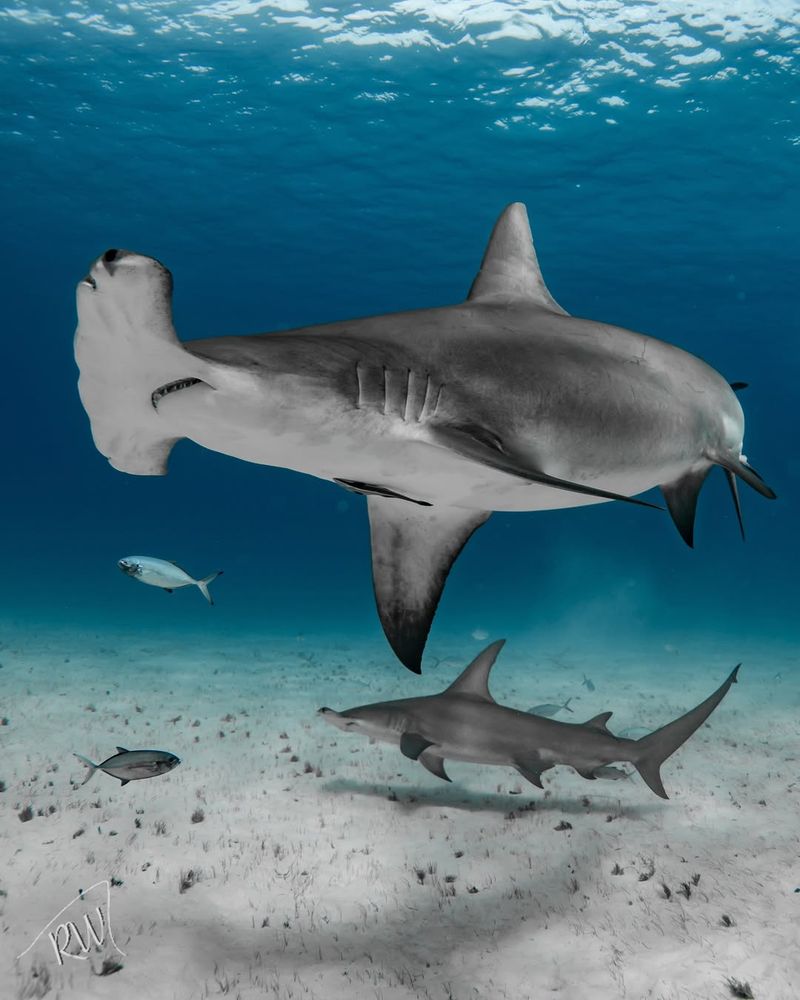 Scalloped Hammerhead