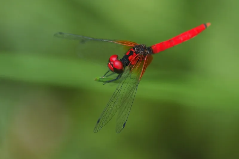 Scarlet Dwarf Dragonfly