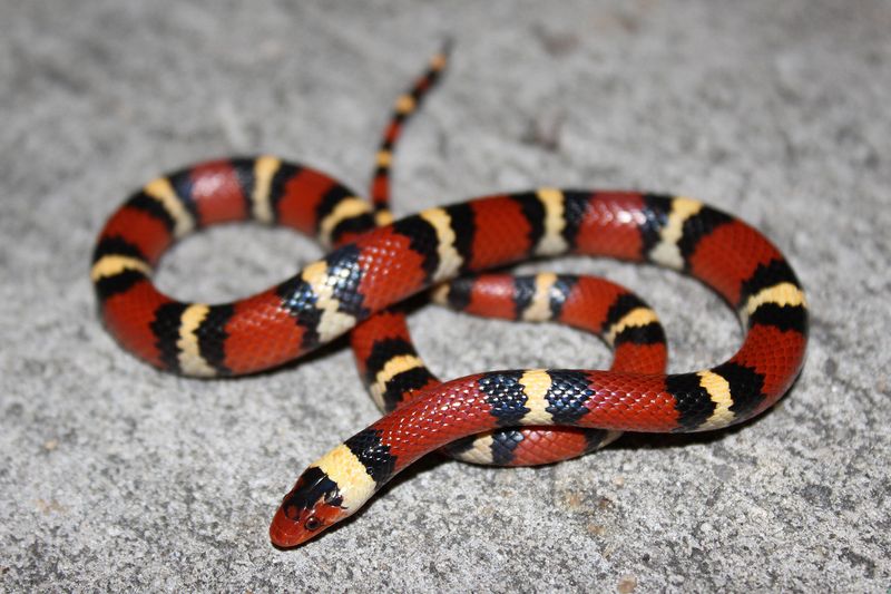 Scarlet Kingsnake