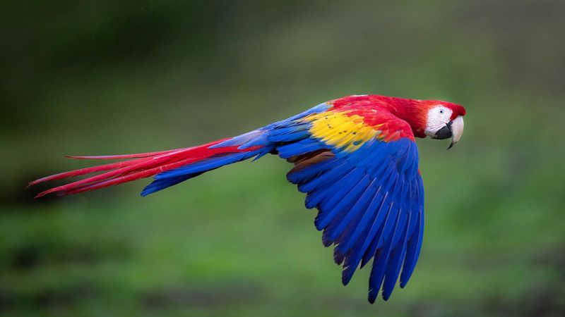 Scarlet Macaw