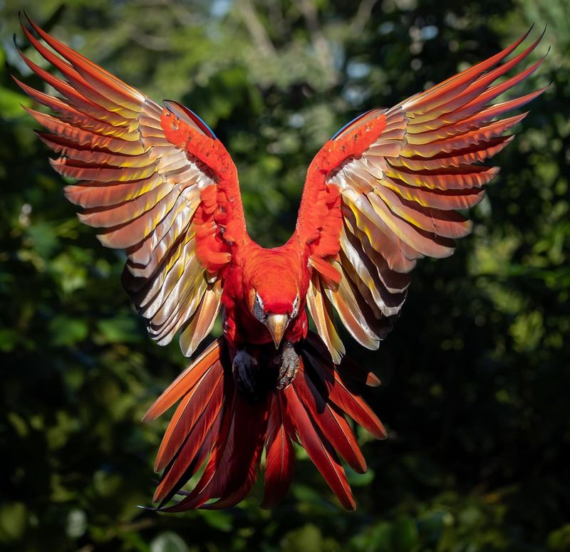 Scarlet Macaw