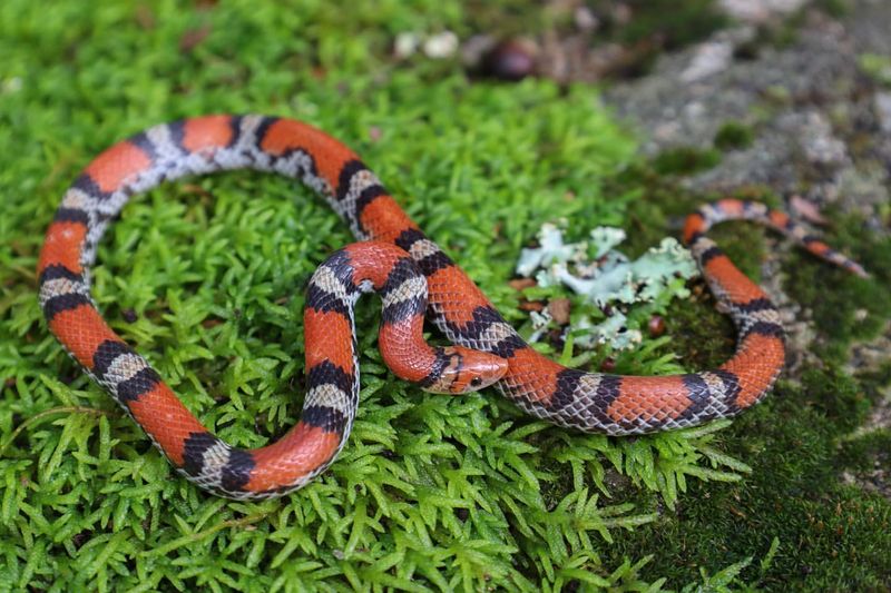 Scarlet Snake