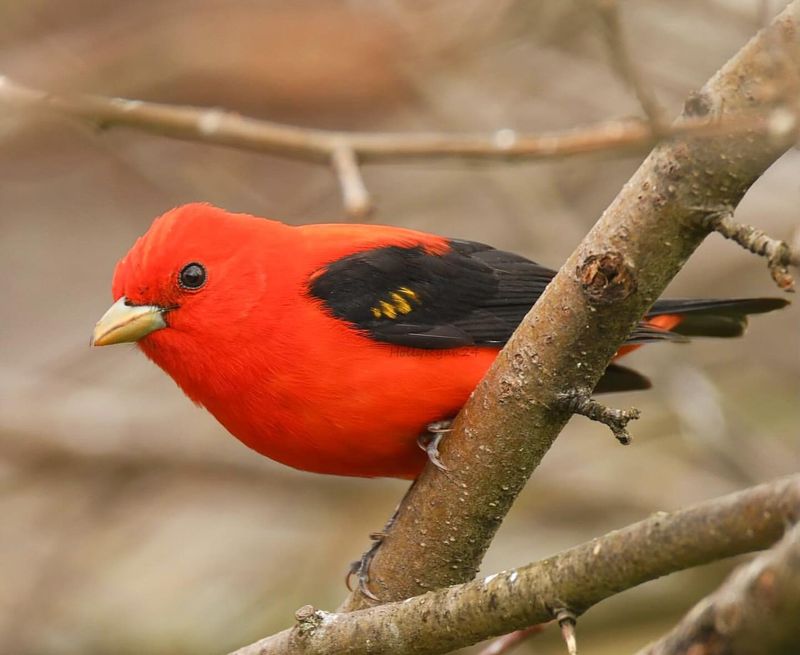 Scarlet Tanager