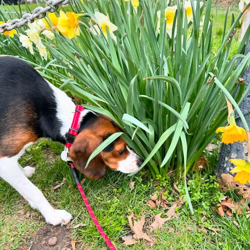 Scent Garden