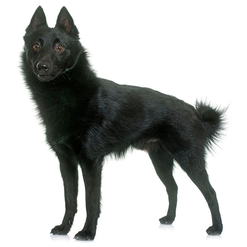 Schipperke