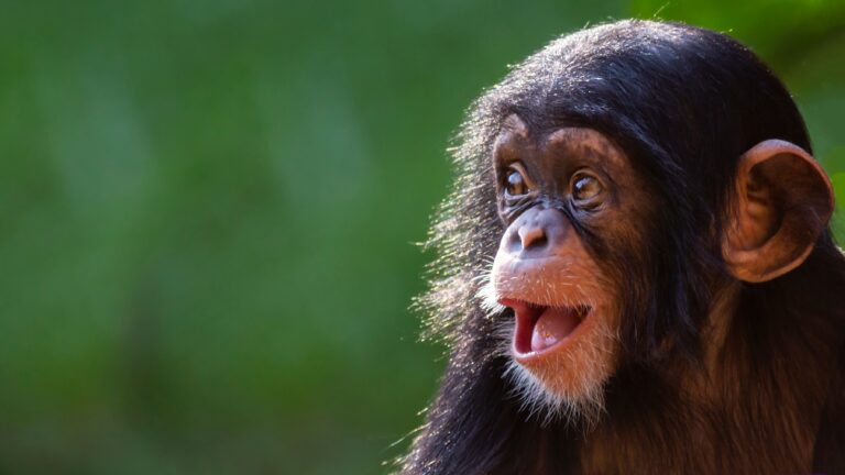 Scientists Reveal Chimps And Bonobos Can Recognize Human Ignorance – 10 Fascinating Facts About These Intelligent Apes