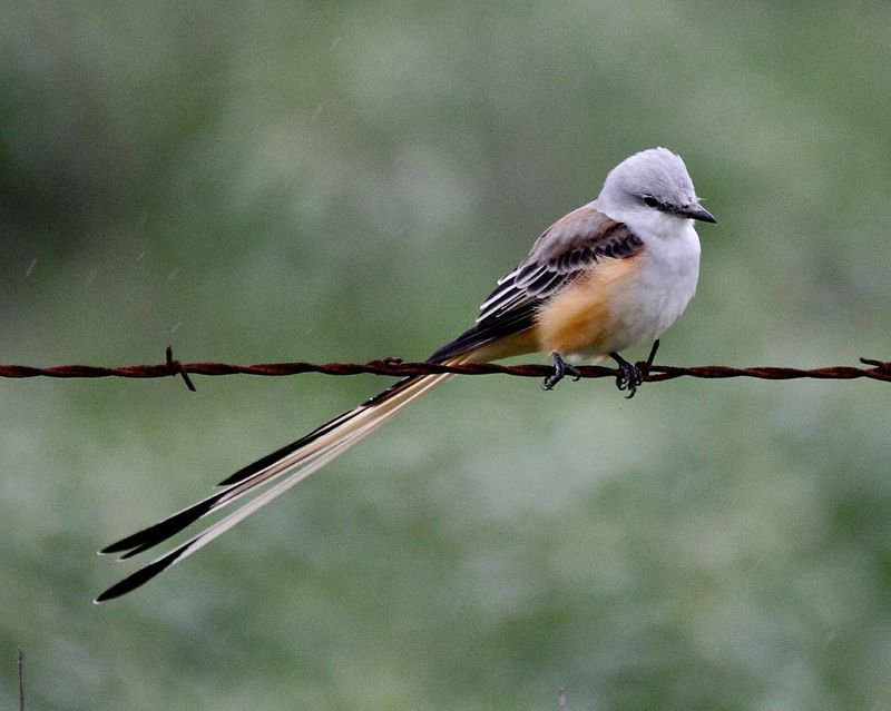 Scissor-tailed Flycatcher in Oklahoma