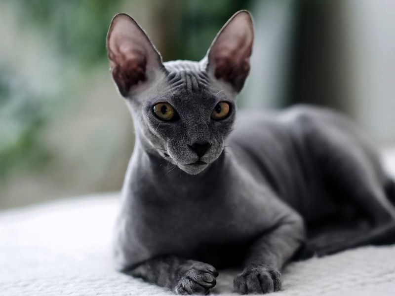 Scorpio: Sphynx