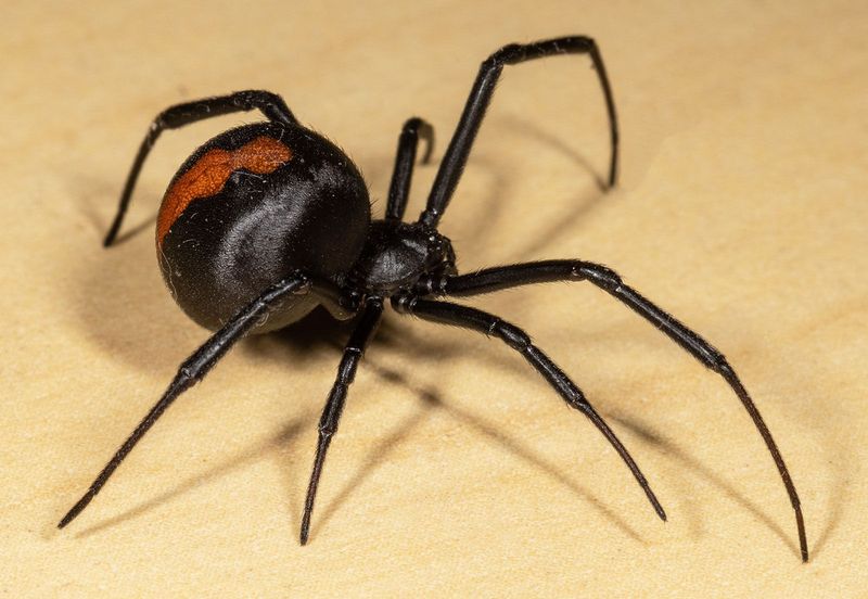 Southern Black Widow Spider