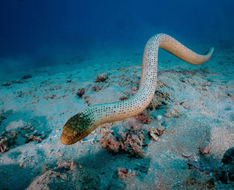 Sea Snake