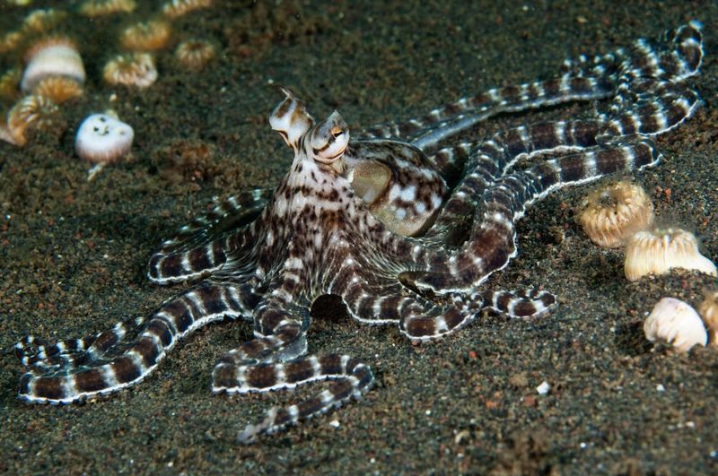 Scorpionfish