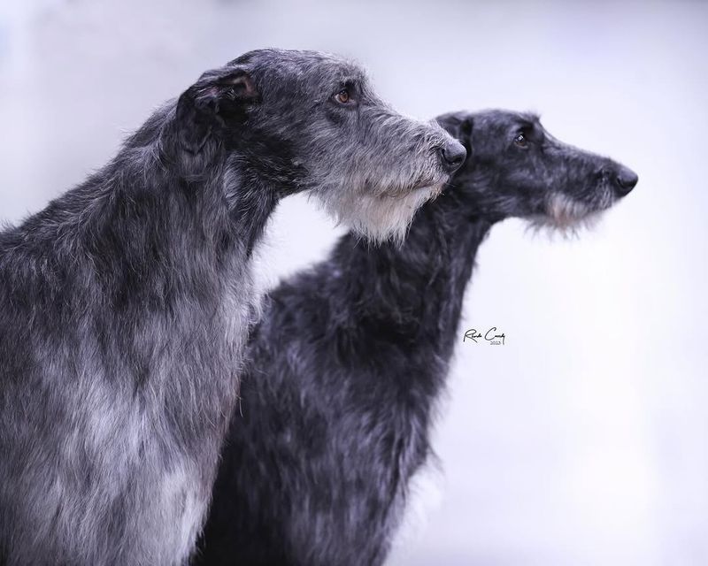 Scottish Deerhound