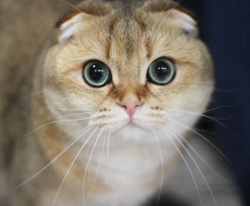 Scottish Fold