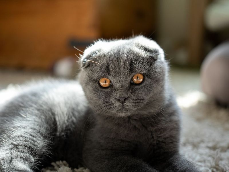 Scottish Fold