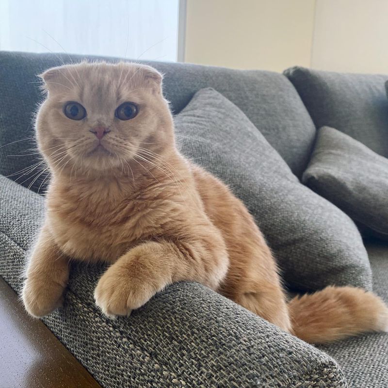 Scottish Fold