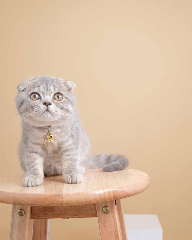 Scottish Fold