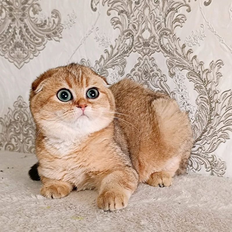 Scottish Fold