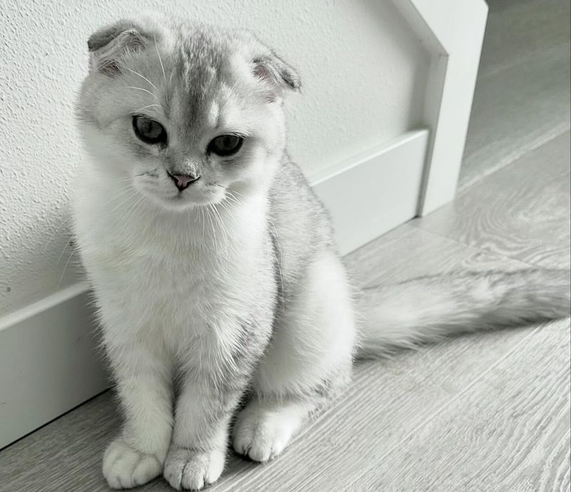 Scottish Fold