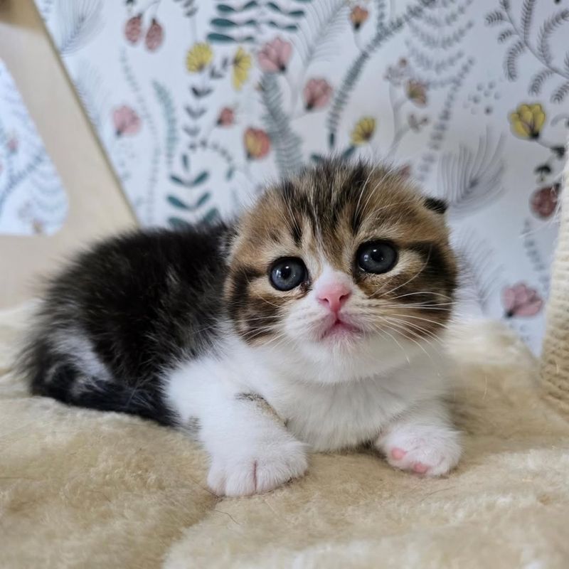 Scottish Fold Kitten