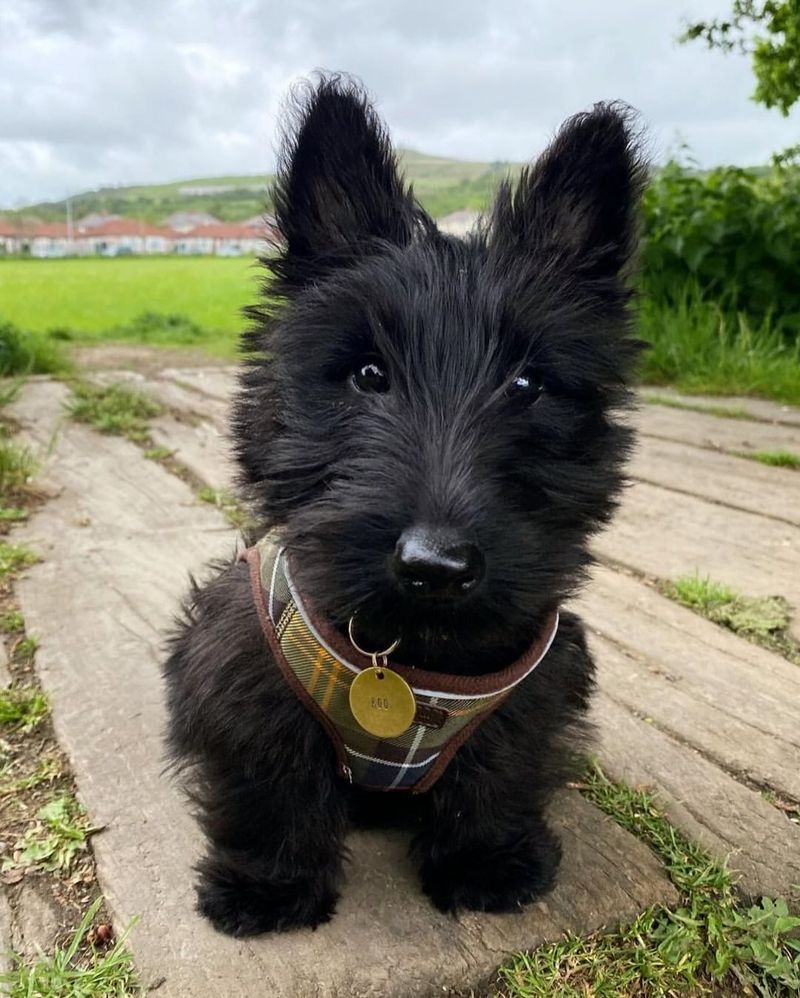 Scottish Terrier Puppy