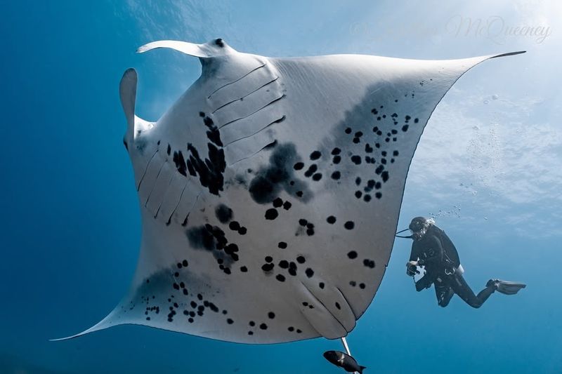 Scuba Diving With Manta Rays In Hawaii, USA