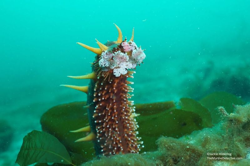 Sea Cucumber