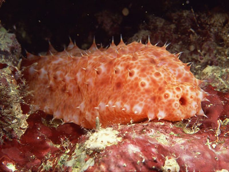 Sea Cucumber - The Regenerative Wonder