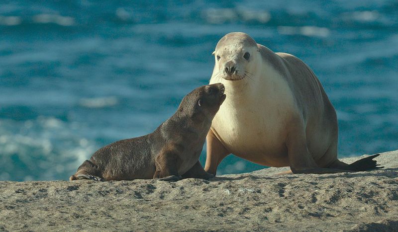 Sea Lion