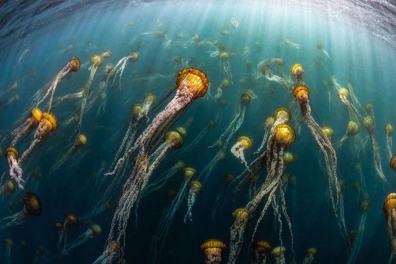 Sea Nettle Jellyfish