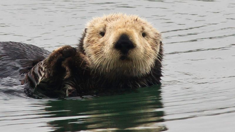 Sea Otter