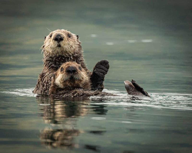 Sea Otter