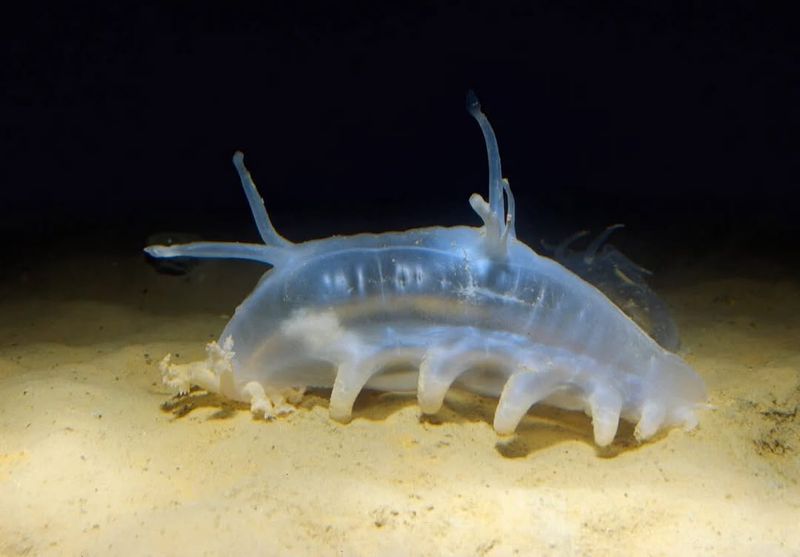 Sea Pig