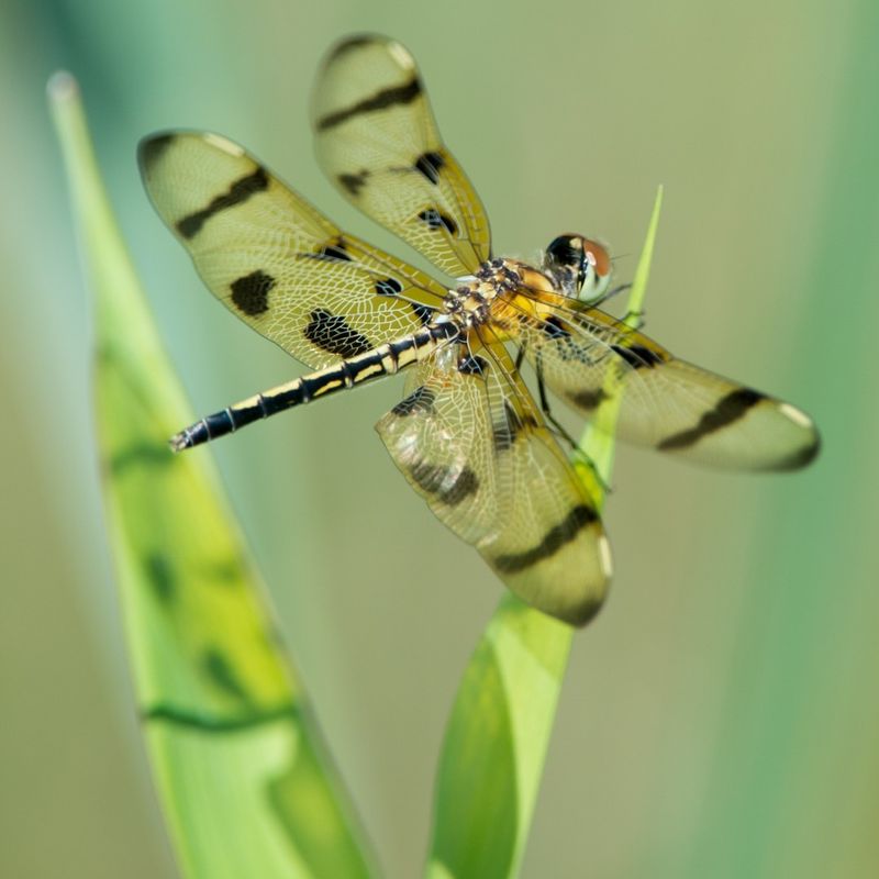 Dragonfly – Agility in Flight