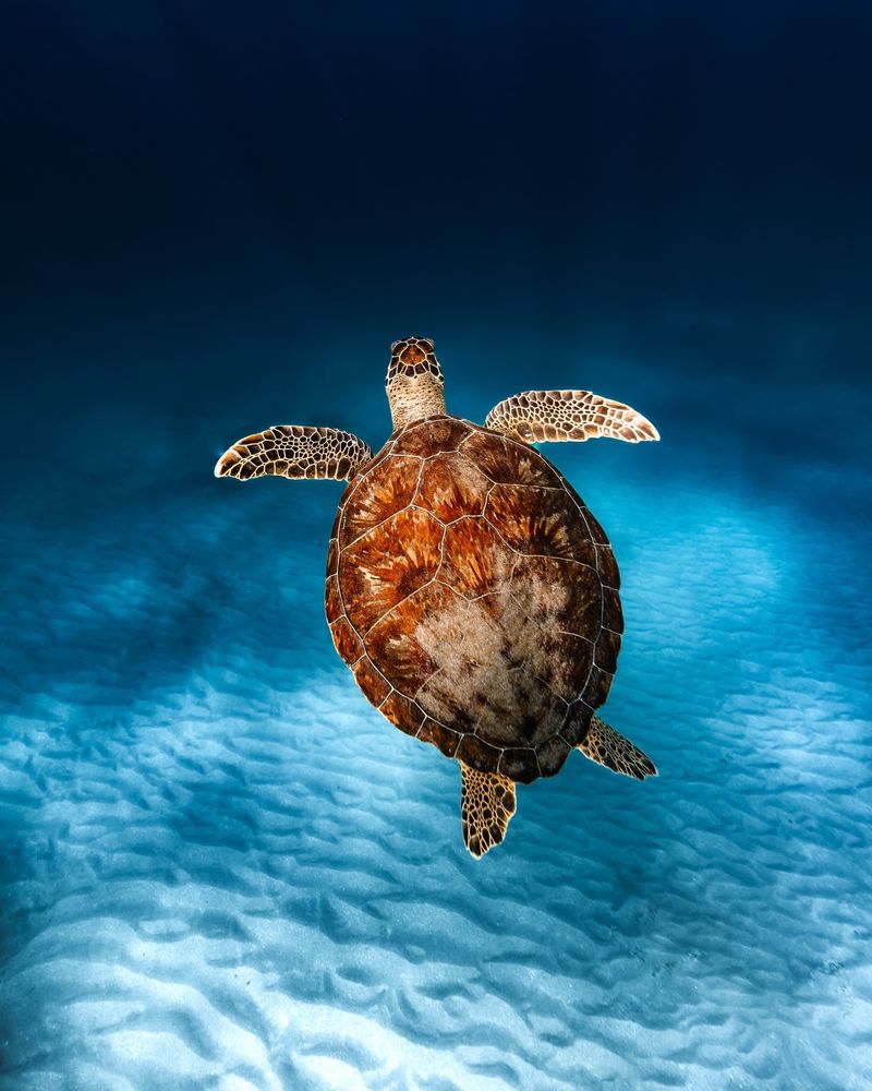 Sea Turtle