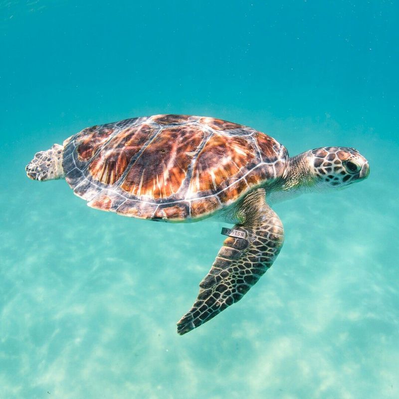 Sea Turtle