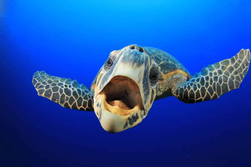 Sea Turtle