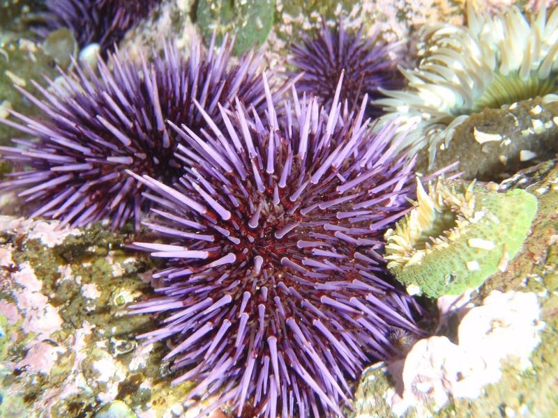 Sea Urchin