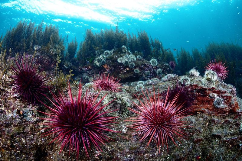 Sea Urchins