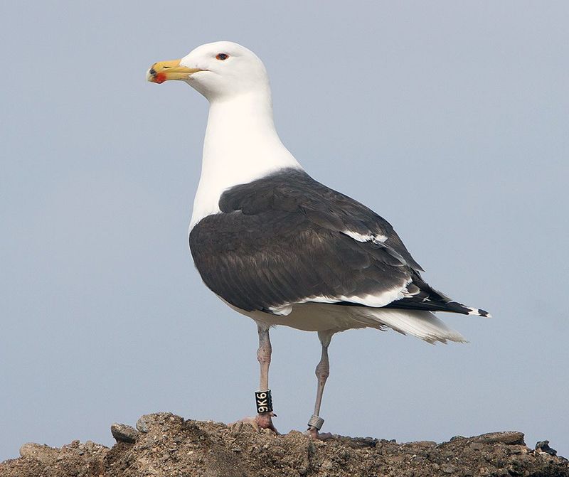 Seagull